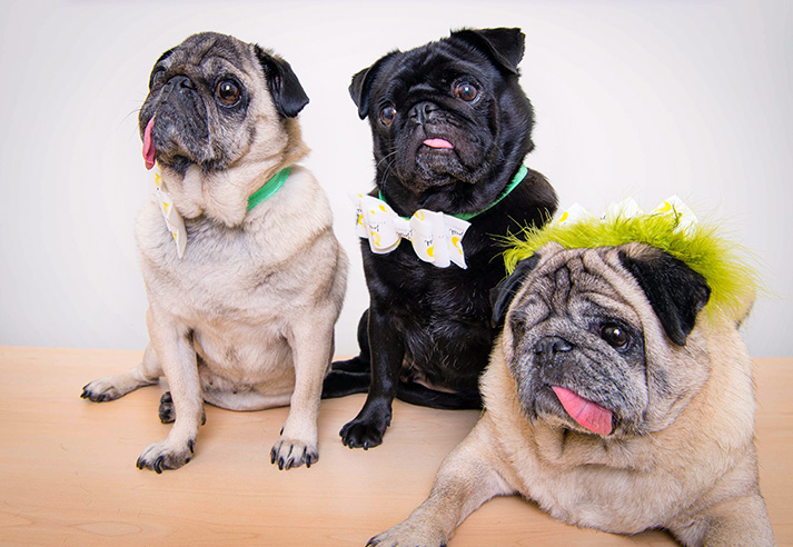 Three of the Fresh Perspective pugs. Alfie, Louie and Jenny.