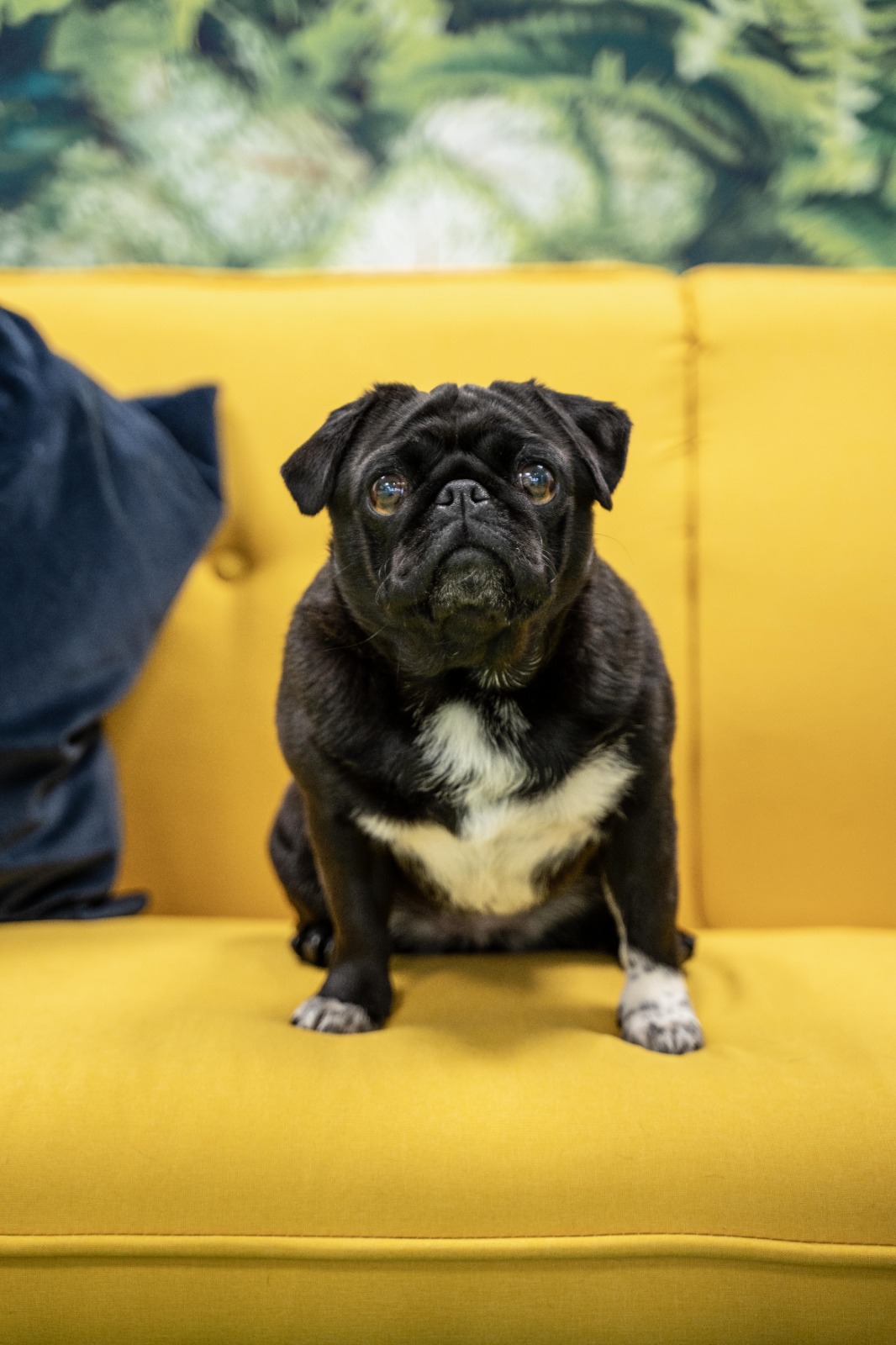 Meet The Team - Fresh Perspective Dog - Penny - a black & white pug - Sat on a yellow sofa with a leafed wallpaper behind