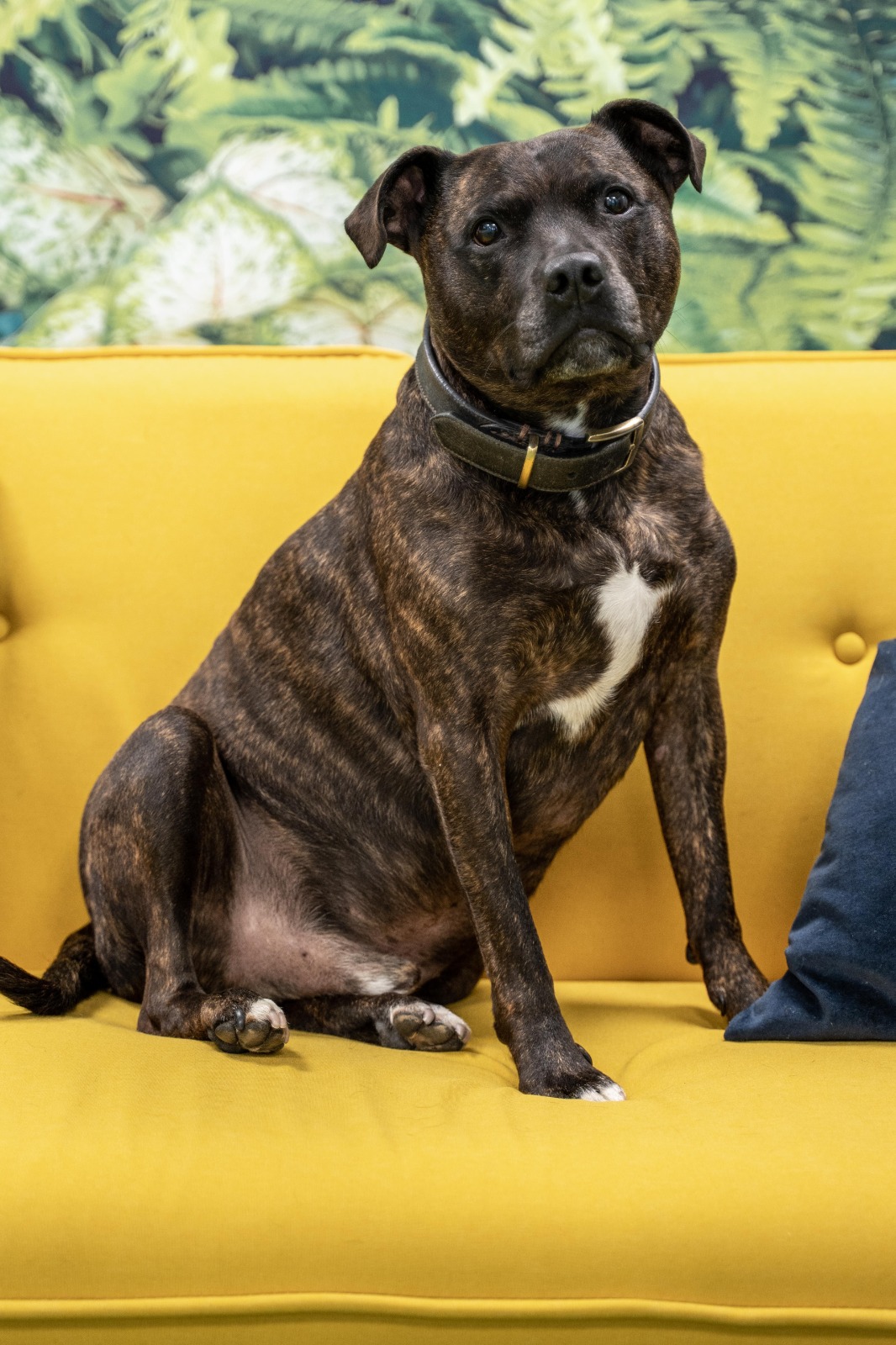 Meet The Team - Fresh Perspective Dog - Lenny, A Staffy - Sat on a yellow sofa with a leafed wallpaper behind