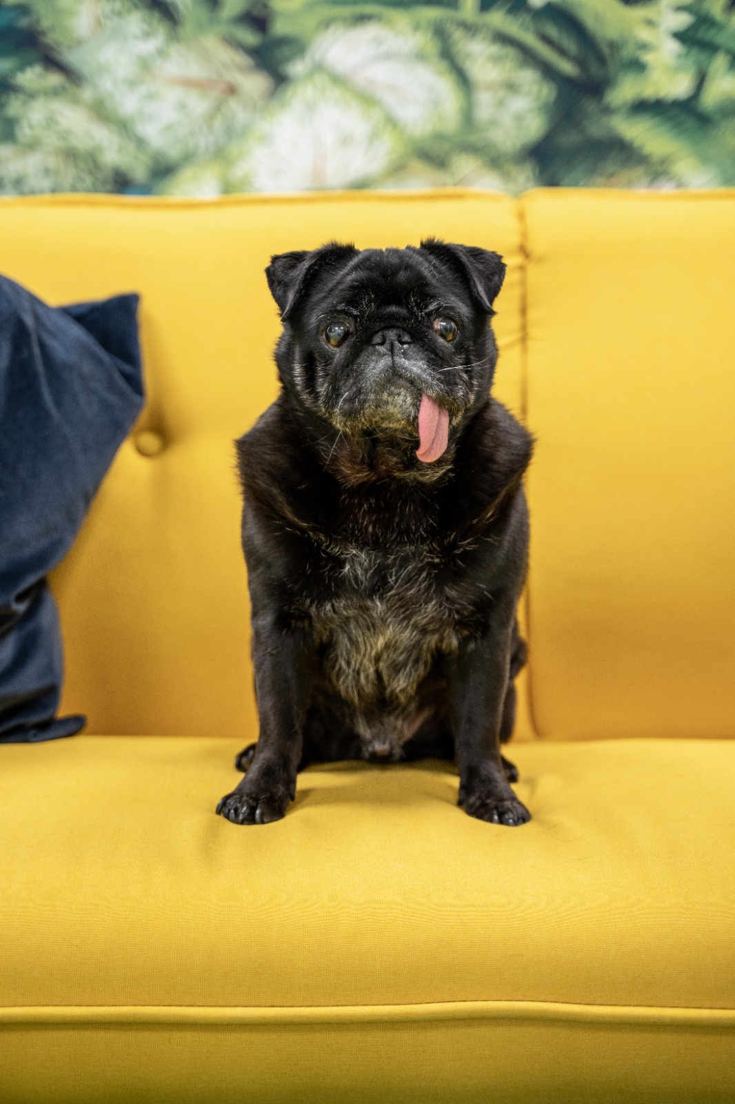 Meet The Team - Fresh Perspective Dog - Louie - a black pug - Sat on a yellow sofa with a leafed wallpaper behind